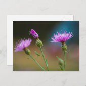 Knapweed, Michigan Briefkaart (Voorkant / Achterkant)