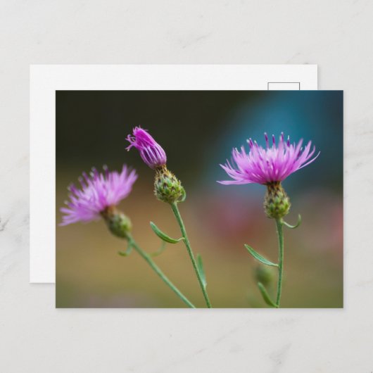 Knapweed, Michigan Briefkaart (Voorkant / Achterkant)