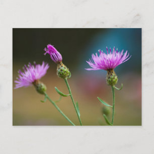 Knapweed, Michigan Briefkaart