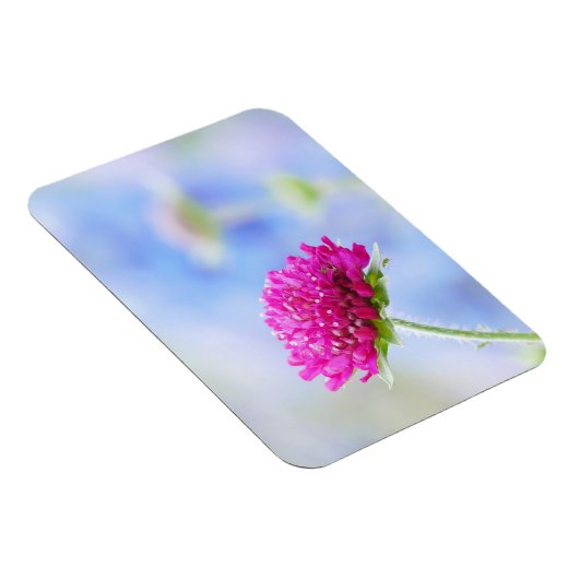 Knautia Macedonica Magnet Magneet (Rechterzijde)