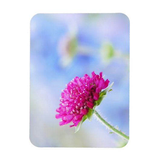 Knautia Macedonica Magnet Magneet (Verticaal)