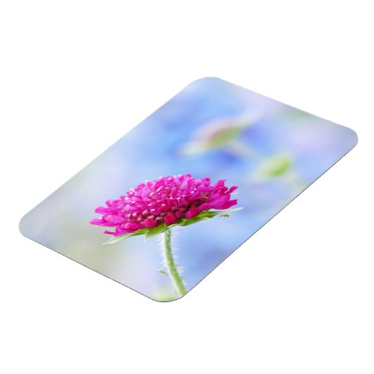 Knautia Macedonica Magnet Magneet (Linkerzijde)