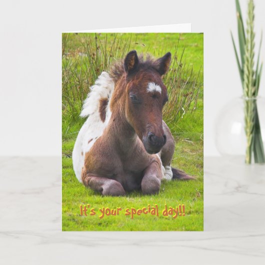 Kneeling Dartmoor Pony Foal verjaardagskaart Kaart (Voorkant)