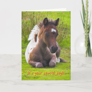 Kneeling Dartmoor Pony Foal verjaardagskaart Kaart