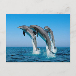 knelpuntdolfijnen springen uit helder blauw zee briefkaart
