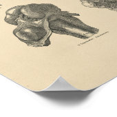  knie Joint Anatomy 1880 Print (Hoek)