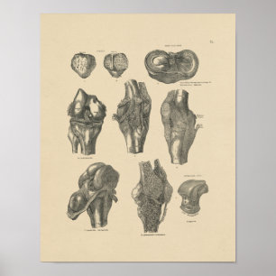  knie Joint Anatomy 1880 Print