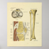 Knie Leg Joint Anatomy Botten Print (Voorkant)