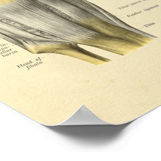 Knie Ligaments Joint Anatomy Botten Print (Hoek)