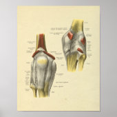 Knie Ligaments Joint Anatomy Botten Print (Voorkant)
