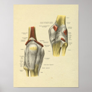 Knie Ligaments Joint Anatomy Botten Print