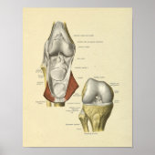 Knie Ligaments Joint Anatomy Botten Print (Voorkant)