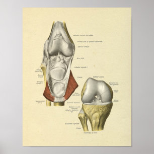 Knie Ligaments Joint Anatomy Botten Print