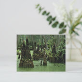 Knieën op Bald uit moeraswater Briefkaart (Staand voorkant)