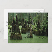 Knieën op Bald uit moeraswater Briefkaart (Voorkant / Achterkant)