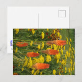 Knifofia Uvaria Oranje Vloerlicht DIY Briefkaart (Voorkant / Achterkant)