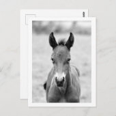 Knip het dier briefkaart (Voorkant / Achterkant)