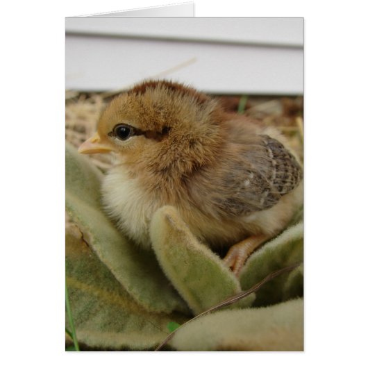 Knip op bladeren (Voorkant)