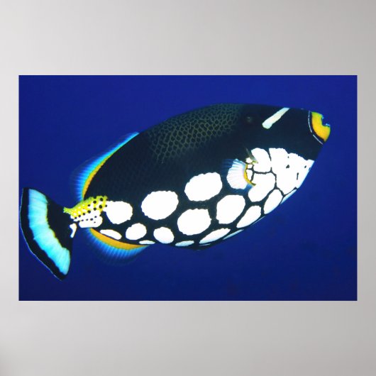 Knipper in het blauw poster (Voorkant)