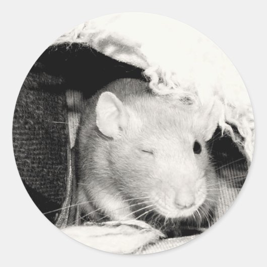 Knipperende rat! ronde sticker (Voorkant)