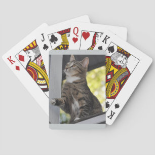 Knippert de kattenspeelkaarten pokerkaarten