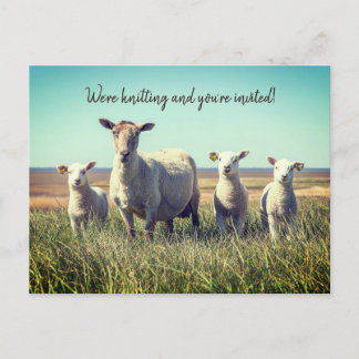 Knitting Club Lambs Sheep Invitation Briefkaart