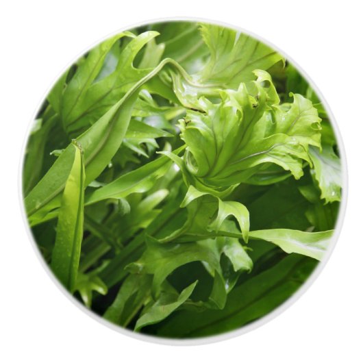 Knob - Fishtail Fern Keramische Knop (Voorkant)