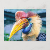 Knobbed Hornbill Briefkaart (Voorkant)