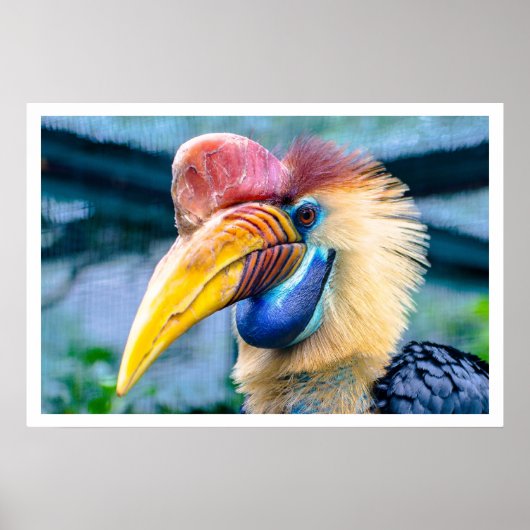 Knobbed Hornbill Poster (Voorkant)