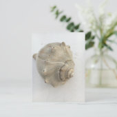 Knobbed Whelk Seashell Photography Postcard Briefkaart (Staand voorkant)