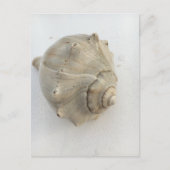 Knobbed Whelk Seashell Photography Postcard Briefkaart (Voorkant)