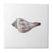 Knobbed Whelk Shell Tegeltje (Voorkant)
