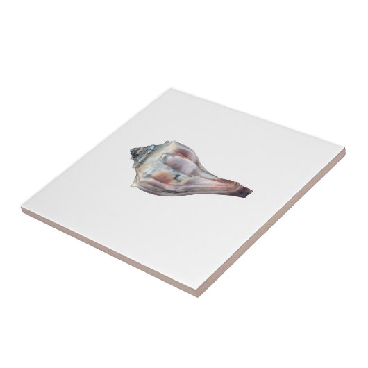 Knobbed Whelk Shell Tegeltje (Zijkant)