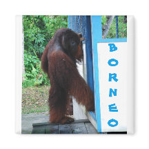 Knock Knock Buurt Vrienden Borneo