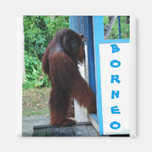 Knock Knock, vrienden uit de buurt Borneo Magneet