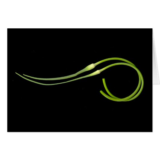 knoflook (Voorkant Horizontaal)