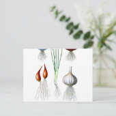  knoflook-achtige afdruk briefkaart (Staand voorkant)