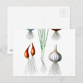  knoflook-achtige afdruk briefkaart (Voorkant / Achterkant)