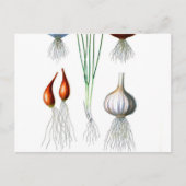  knoflook-achtige afdruk briefkaart (Voorkant)