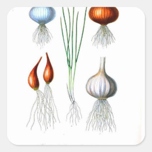 knoflook-achtige afdruk vierkante sticker