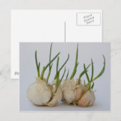 knoflook briefkaart (Voorkant / Achterkant)