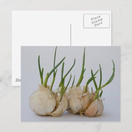 knoflook briefkaart (Voorkant / Achterkant)