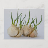 knoflook briefkaart (Voorkant)