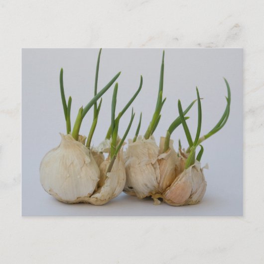 knoflook briefkaart (Voorkant)