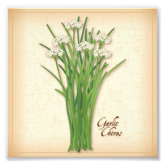 Knoflook Chives Herb Foto afdrukken (Voorkant)