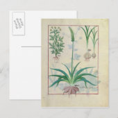 Knoflook en andere planten briefkaart (Voorkant / Achterkant)
