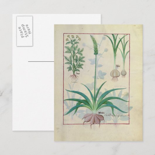 Knoflook en andere planten briefkaart (Voorkant / Achterkant)