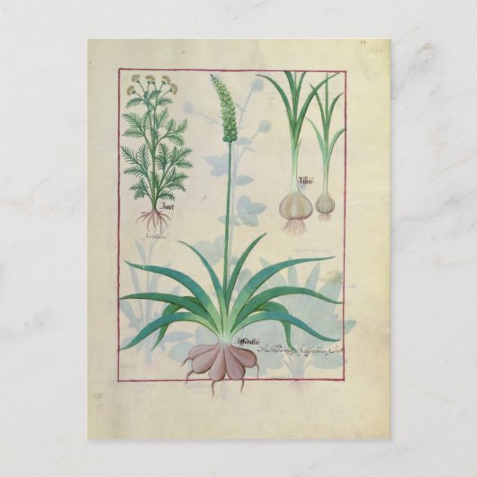 Knoflook en andere planten briefkaart (Voorkant)