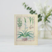 Knoflook en andere planten briefkaart (Staand voorkant)