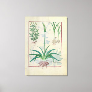 Knoflook en andere planten canvas afdruk